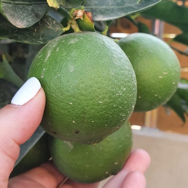 עצי פרי, ארץ ישראליים, הדרים. עץ לימון ליים.