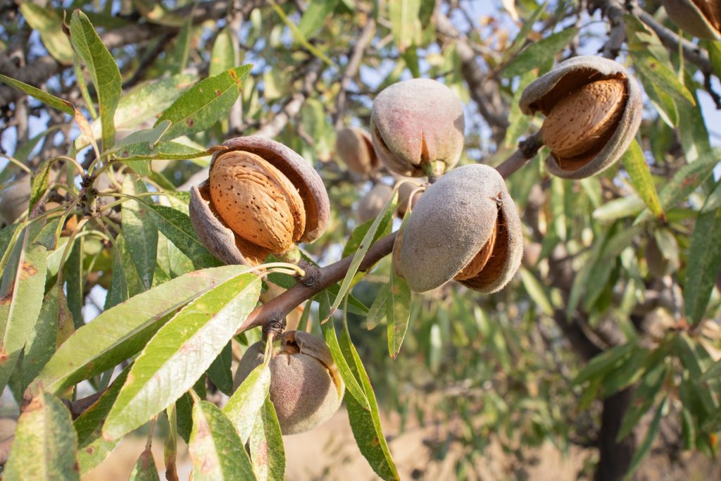 עץ שקד – 53. עצי פרי