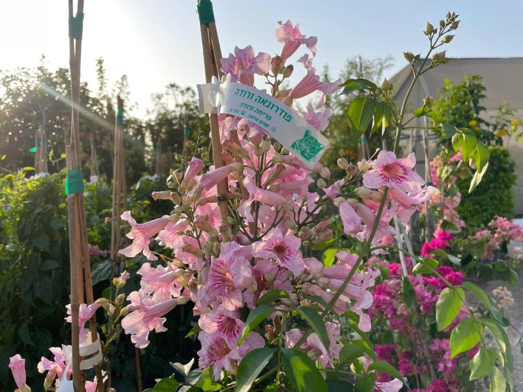 צמחי גינה ומרפסת, פורח רב שנתי, מטפס