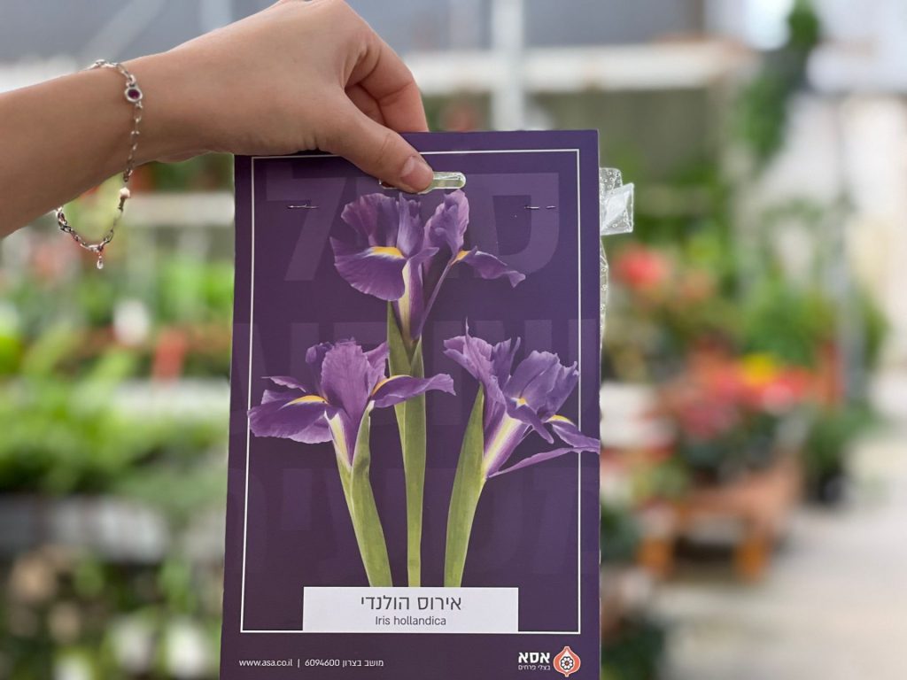 צמחי גינה ומרפסת, עונתי של חורף, פקעות