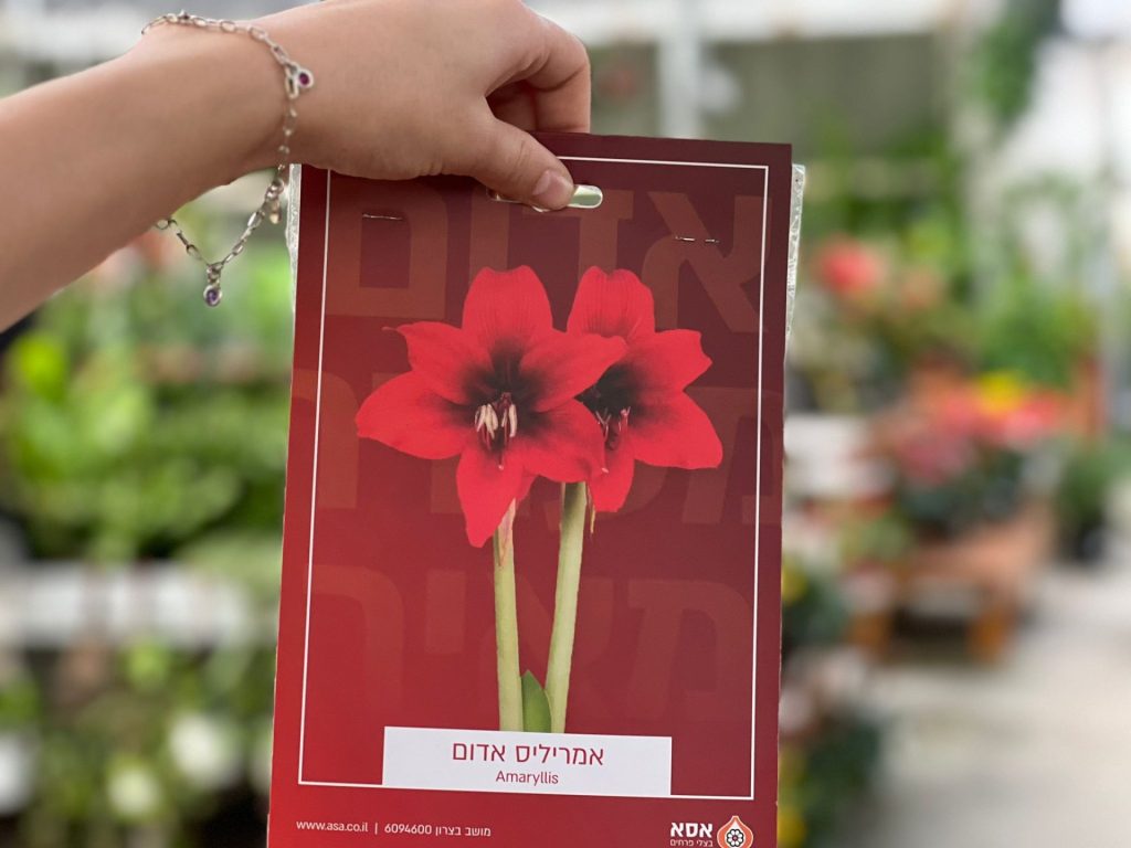 צמחי גינה ומרפסת, עונתי של חורף, פקעות