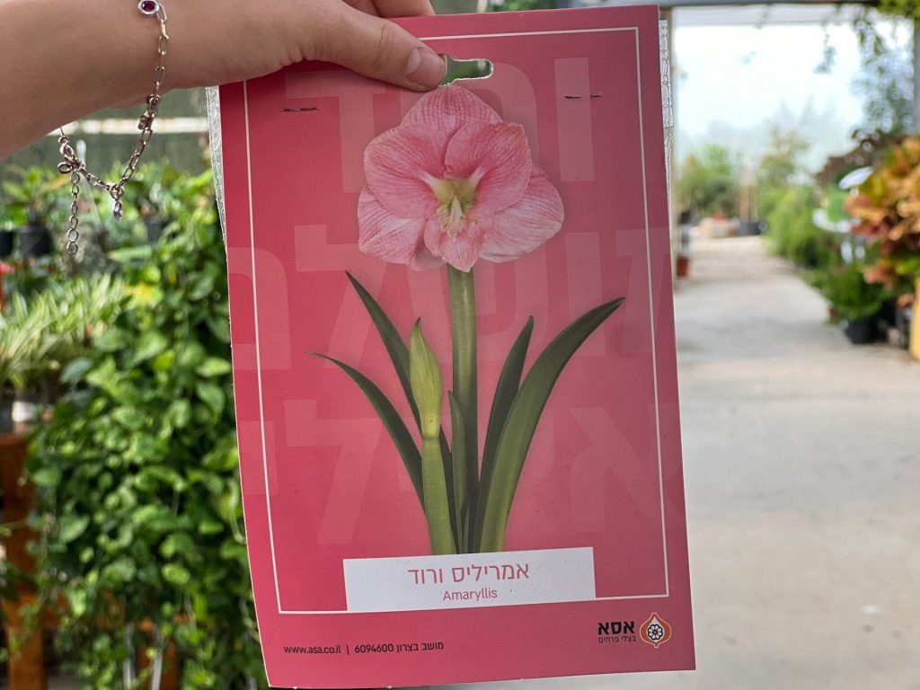 צמחי גינה ומרפסת, עונתי של חורף, פקעות