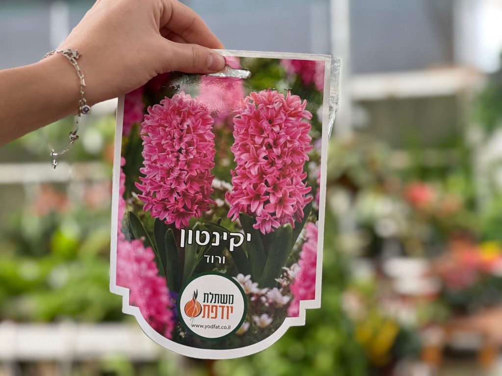 צמחי גינה ומרפסת, עונתי של חורף, פקעות