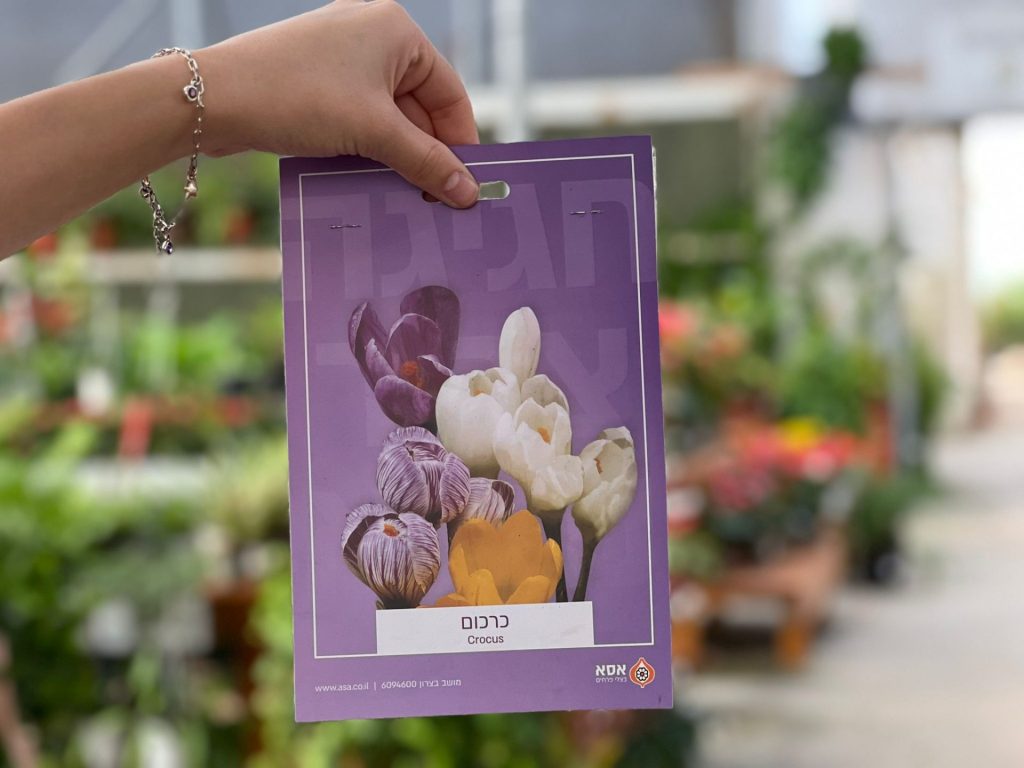 צמחי גינה ומרפסת, עונתי של חורף, פקעות