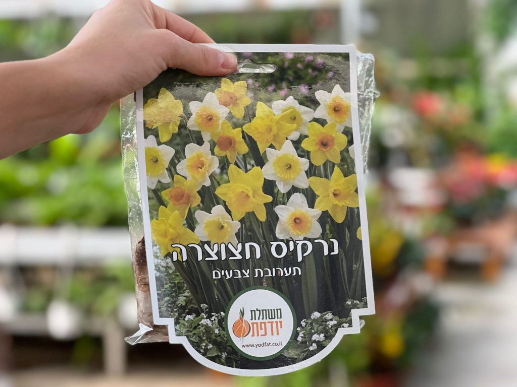 צמחי גינה ומרפסת, עונתי של חורף, פקעות