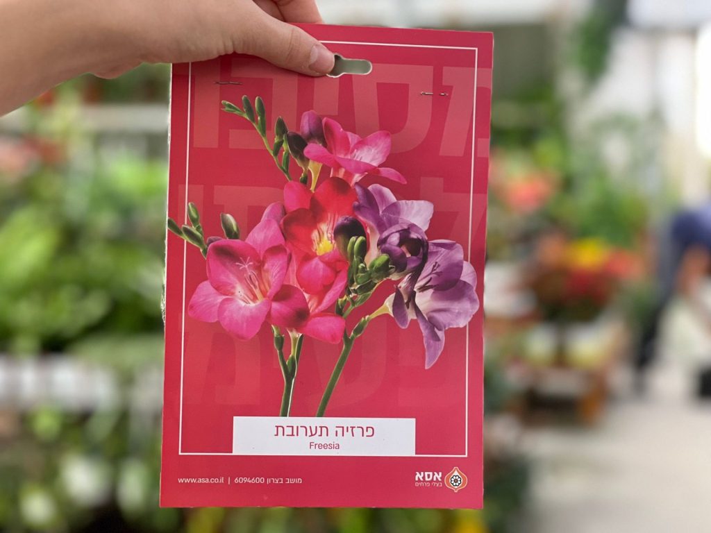 צמחי גינה ומרפסת, עונתי של חורף, פקעות