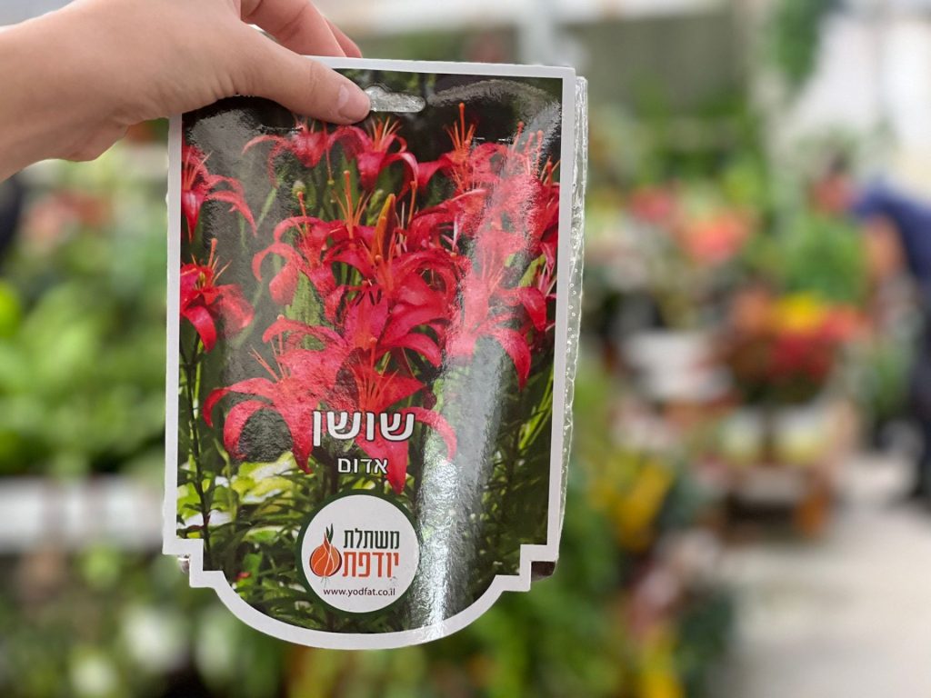 צמחי גינה ומרפסת, עונתי של חורף, פקעות