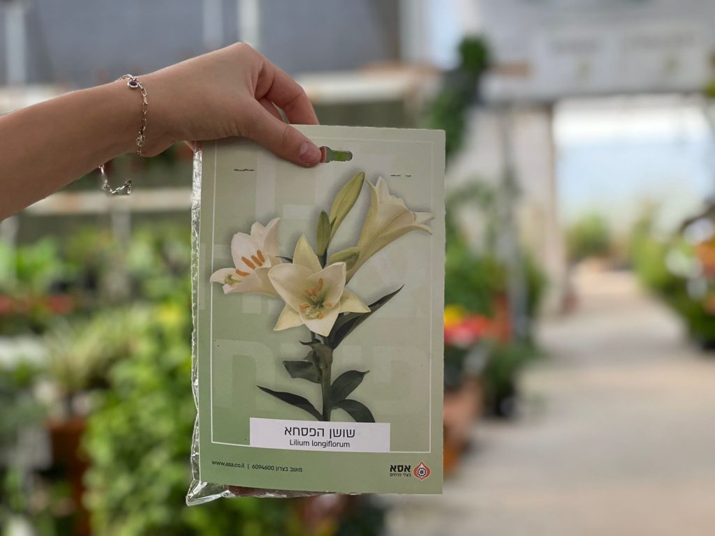צמחי גינה ומרפסת, עונתי של חורף, פקעות