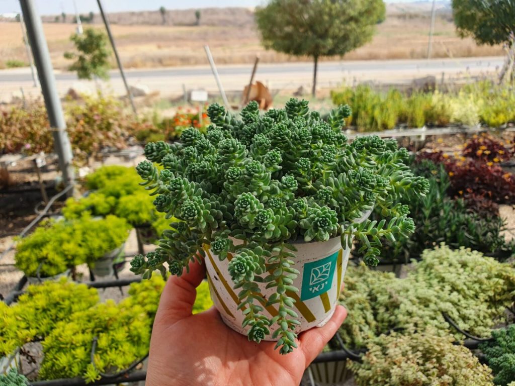 צמחי גינה ומרפסת, פורח רב שנתי, סוקולנט