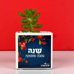מתנה נונו מתנה קטנה עם משמעות גדולה- במיוחד לשנה החדשה!
