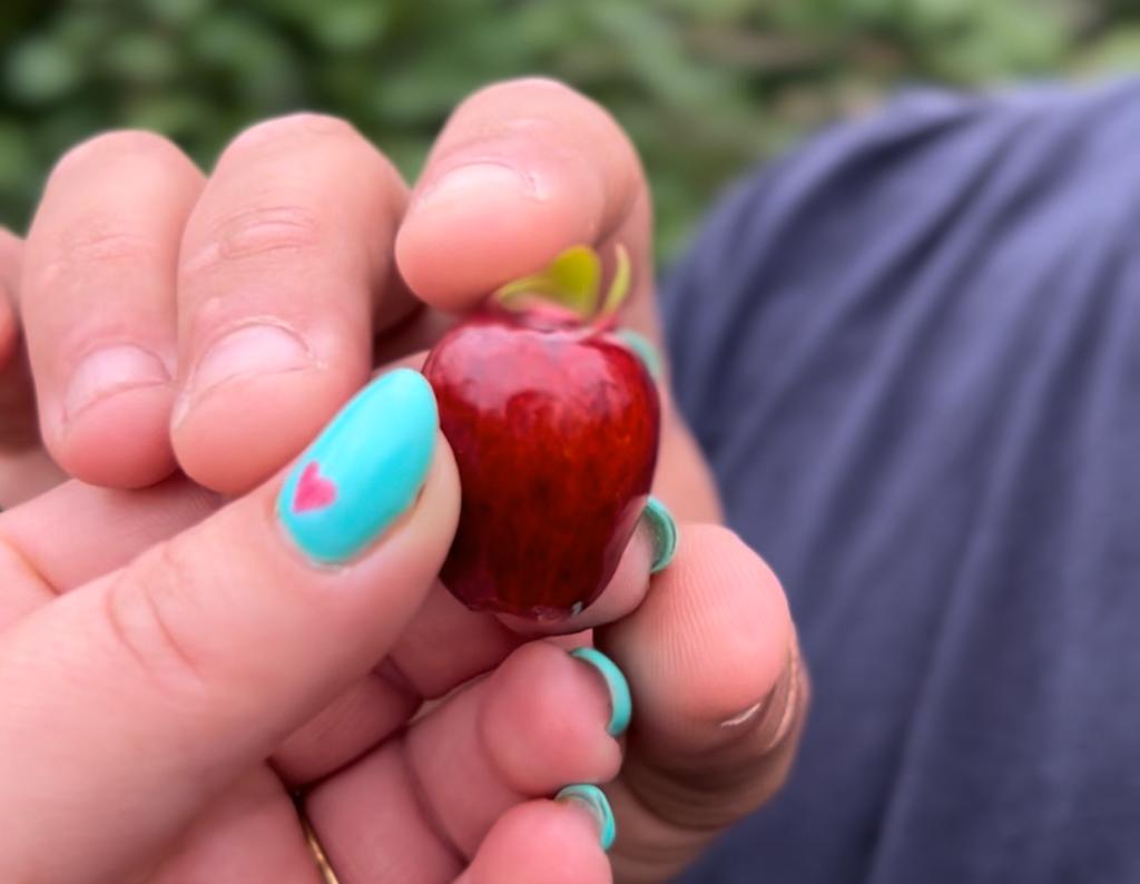 תקריב של ידיים עדינות אוחזות בתפוח קטנטן ואדום. יד נשית עם ציפורניים בכחול טורקיז עדין עם לב ורוד קטן נוגעת בתפוח. משתלת מרמלשטיין.