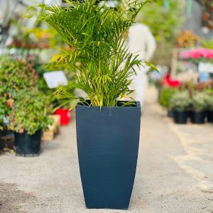דקל אריקה שתול בכלי מרובע קונוס 80-33