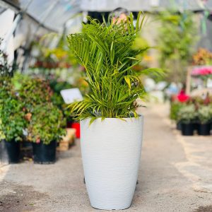 דקל אריקה שתול בכלי עגול גבוה 80-2