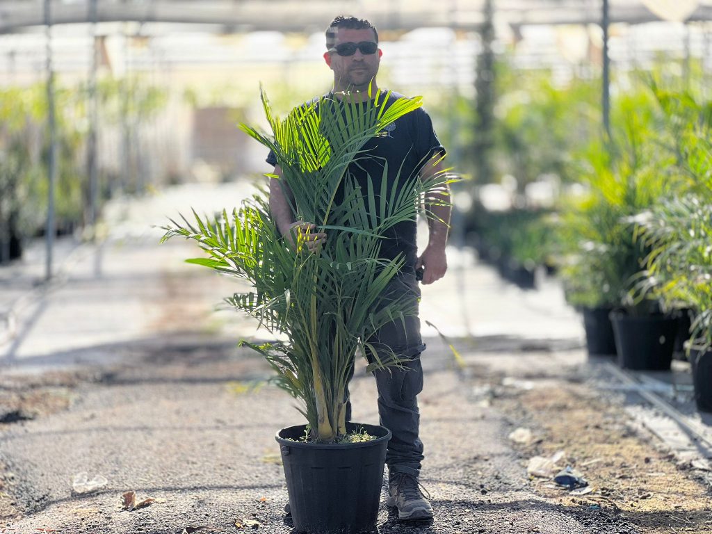 דקל אריקה (Areca Palm) גדול ומרשים בעציץ - מורדי ממשתלת מרמלשטיין מציג צמחי בית איכותיים