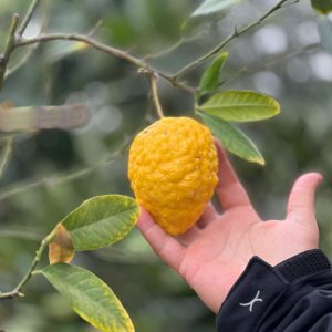 עץ אתרוג חזון איש (אשכנזי) תשפ"ד