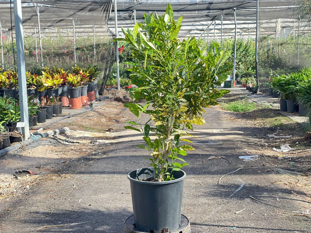 קרוטון מנוקד