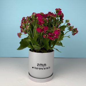 מתנה ניצן