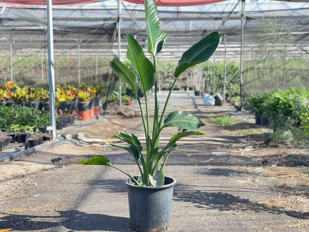 ציפור גן עדן ניקולאי