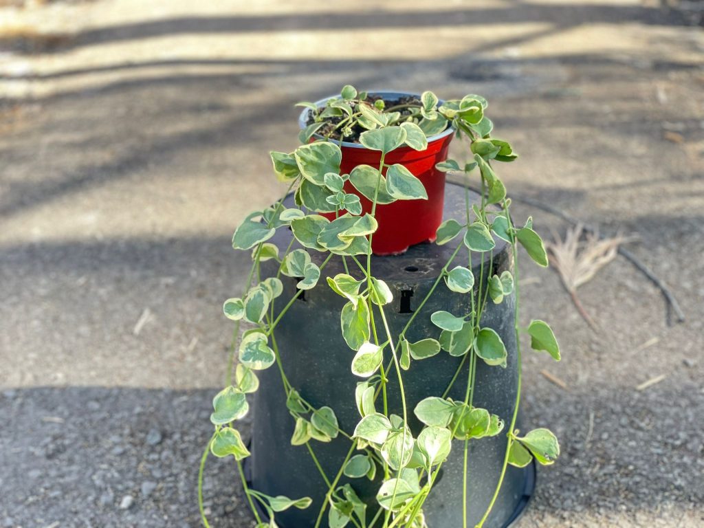 וינקה מז’ור מגוון 4 ליטר