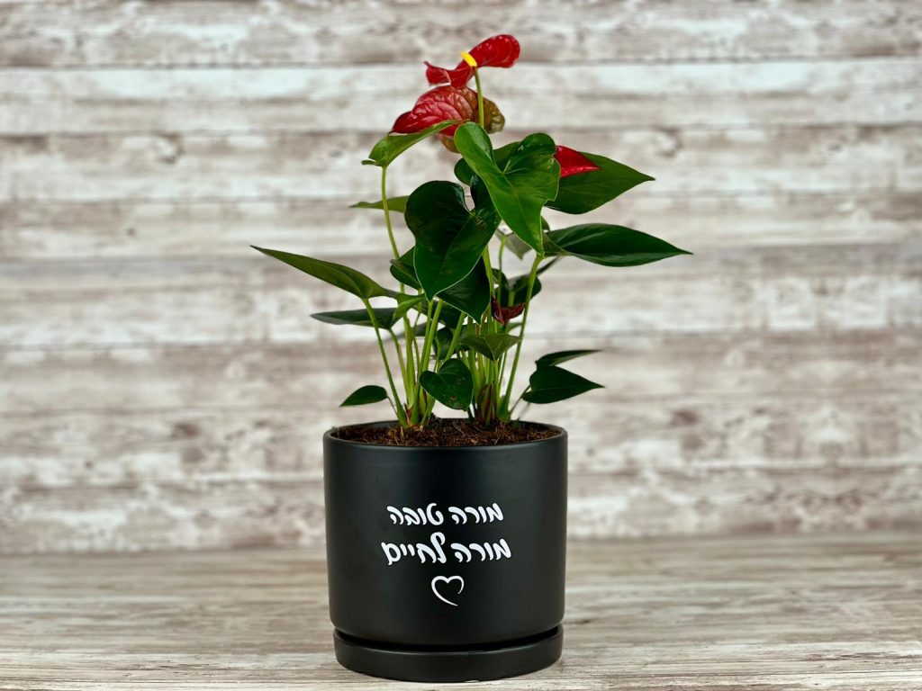 מתנה נור