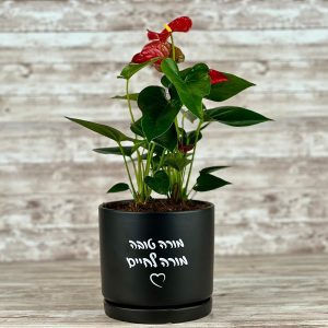 מתנה נור