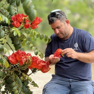 מתחילית פעמונית 25 ליטר