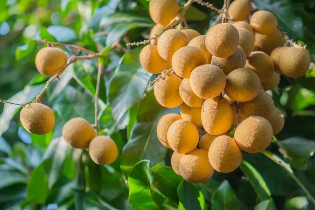 אשכול פרי לונגן (Longan) בשל על העץ - עצי פרי טרופיים משתלת מרמלשטיין