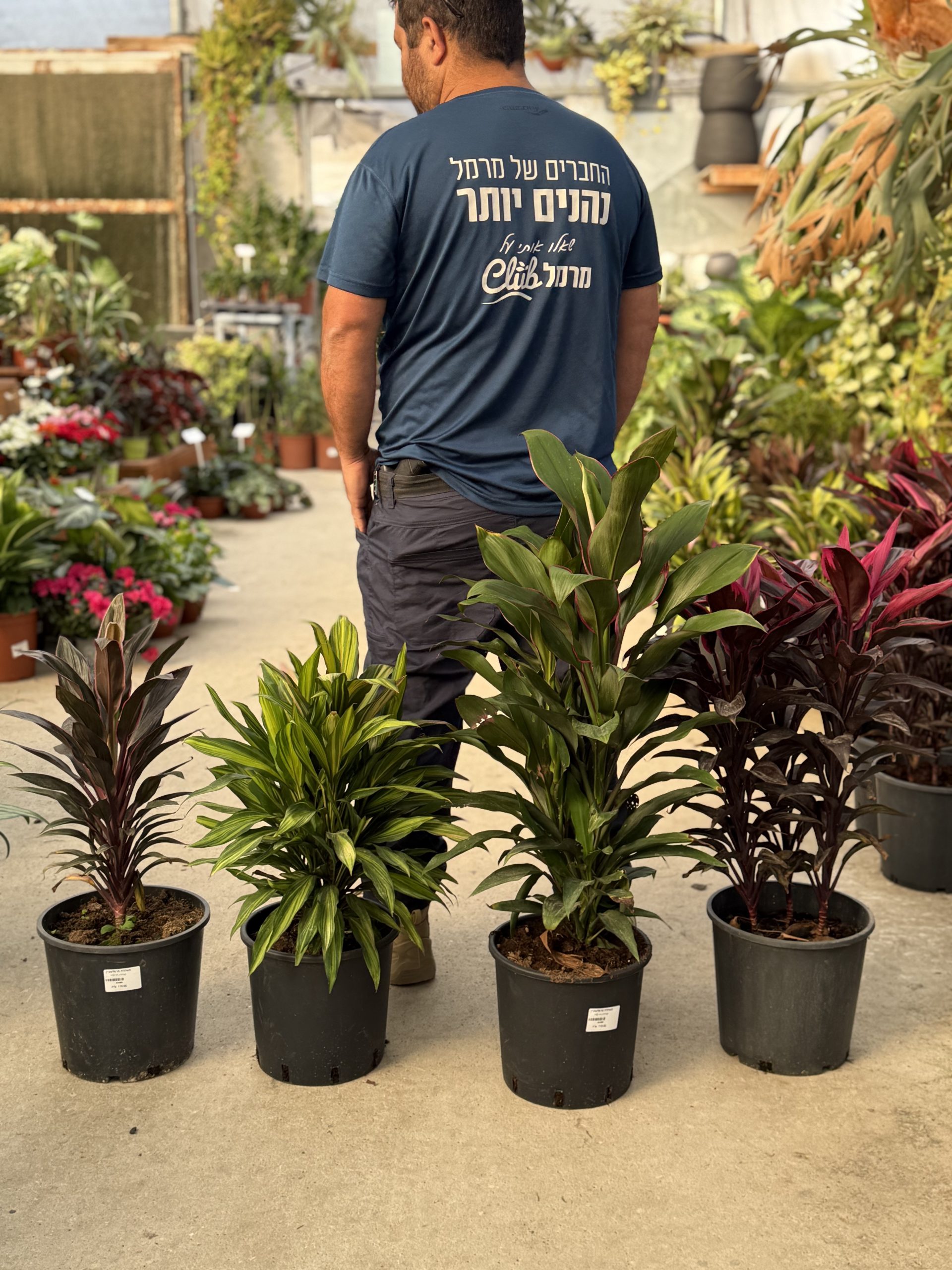 קורדוליין ב-10 ליטר