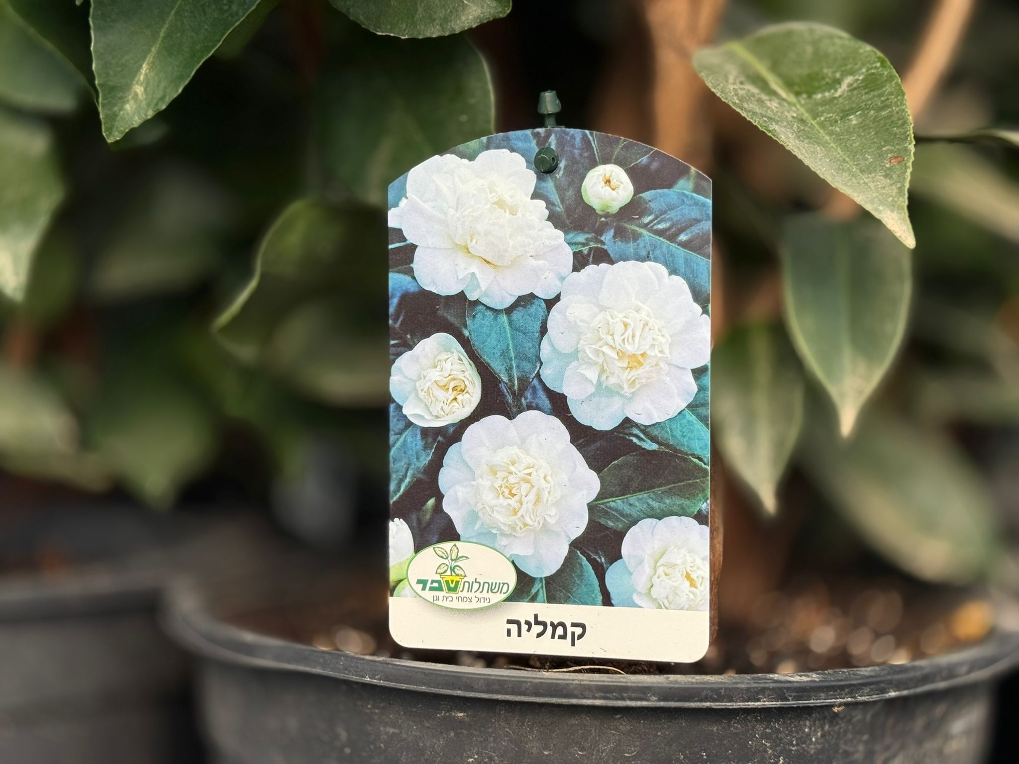 קמליה יפנית עציץ 24 שפ
