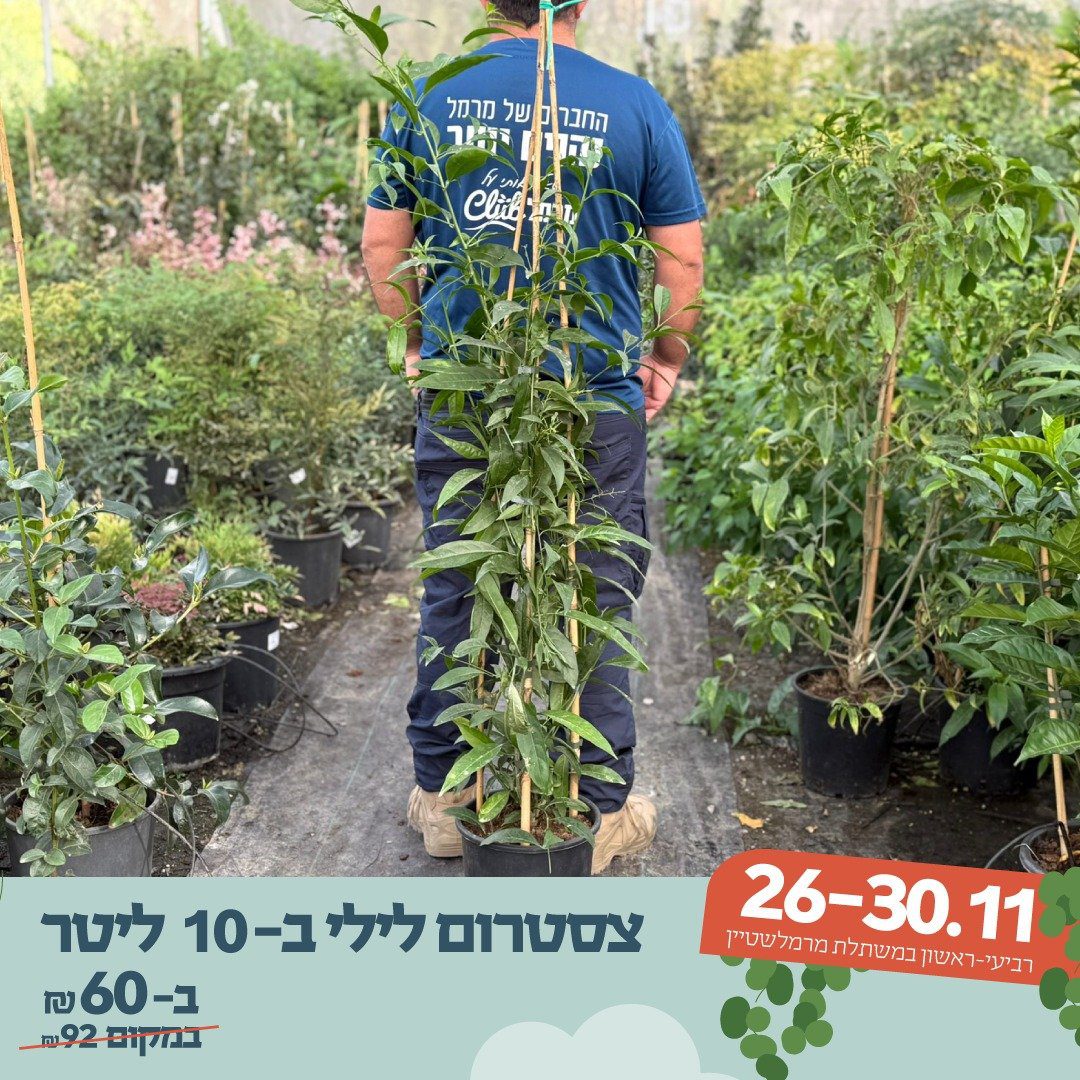 צסטרום לילי ב-10 ליטר