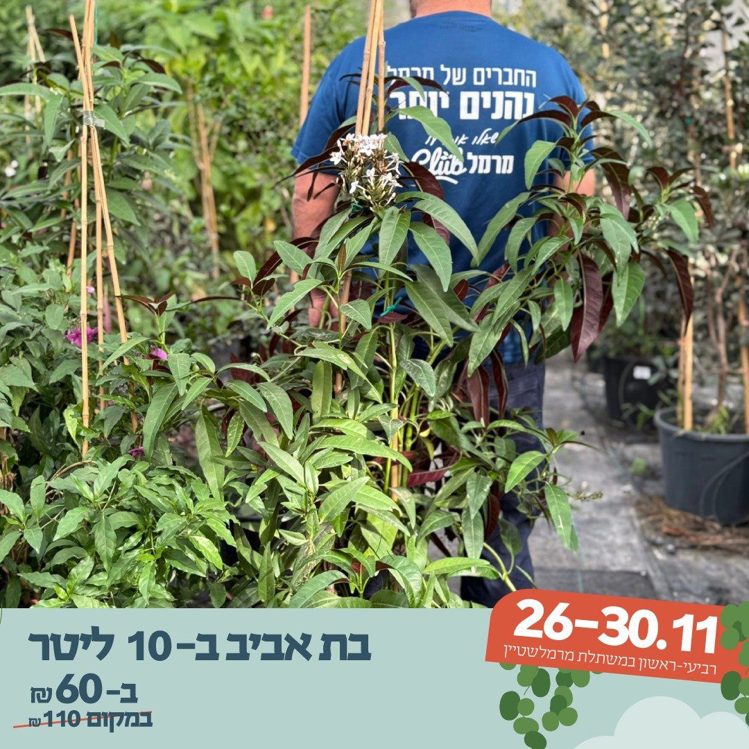 בת אביב ב-10 ליטר