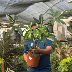 פילדנדרון גרין וונדר