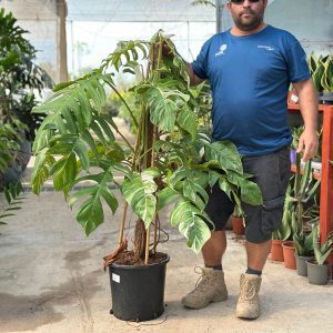 מונסטרה מגוונת (Monstera Variegata) גדולה על עמוד טחב - מורדי ממשתלת מרמלשטיין מציג צמחי בית נדירים