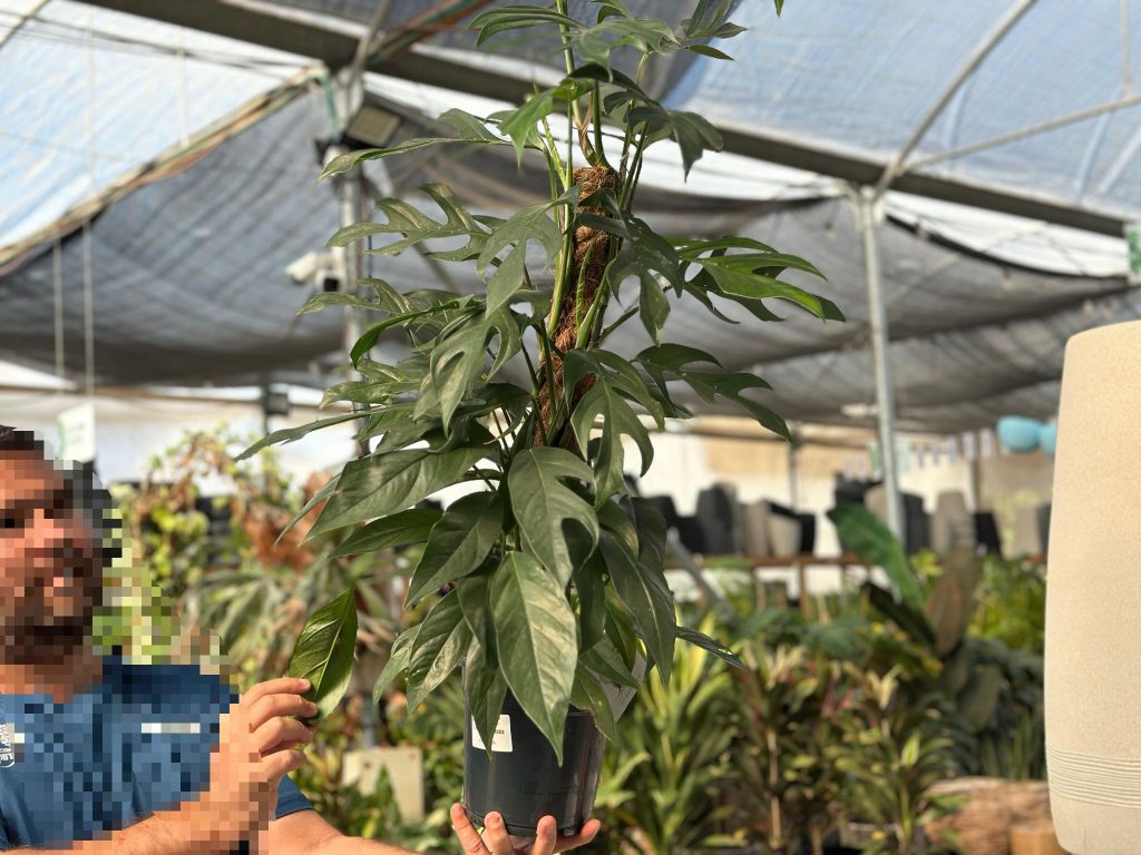 צמח רפידופורה טטרספרמה (מיני מונסטרה) על עמוד טחב - משתלת מרמלשטיין צמחי בית מטפסים