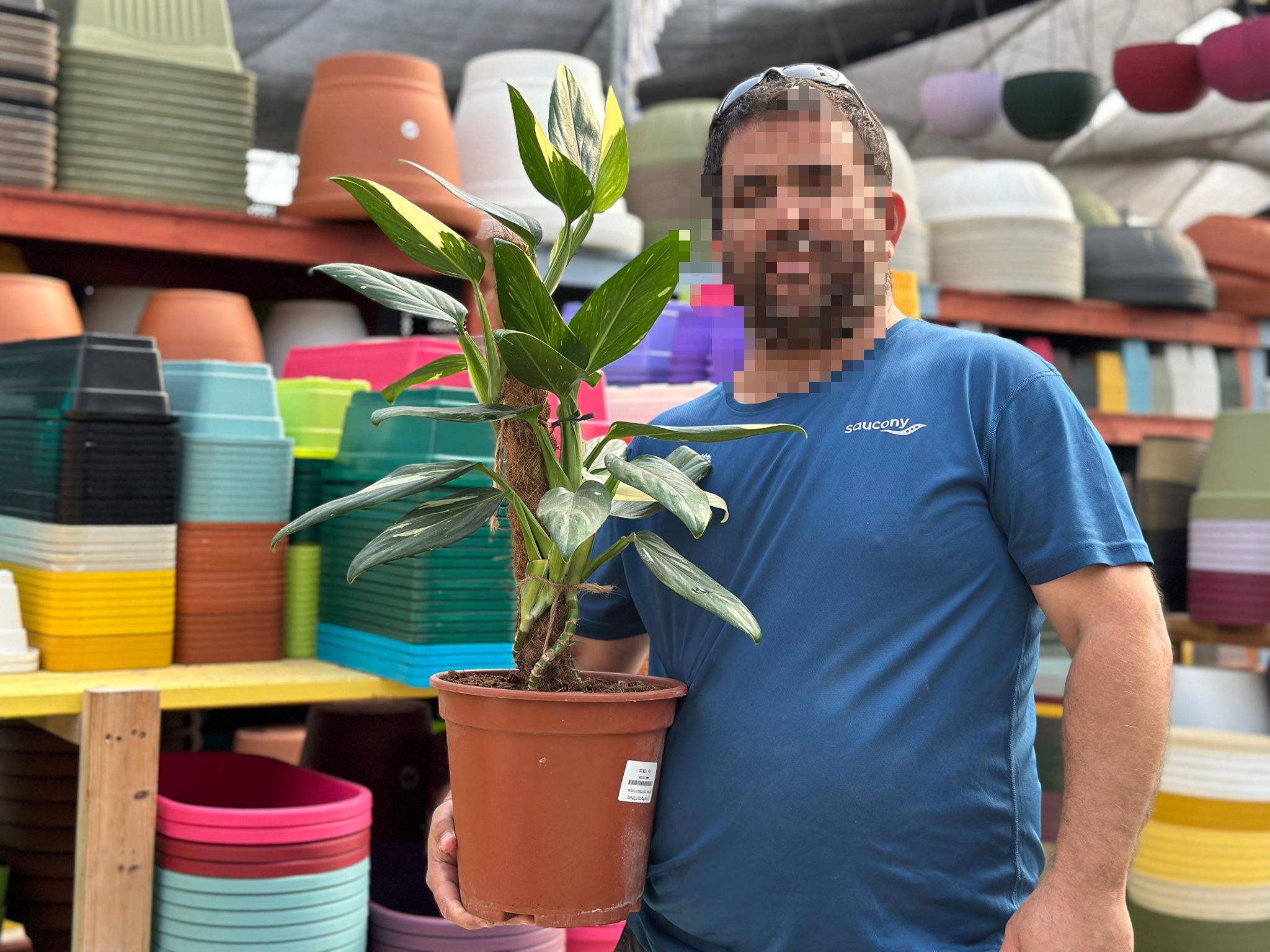 מונסטרה סנדליאנה מוס