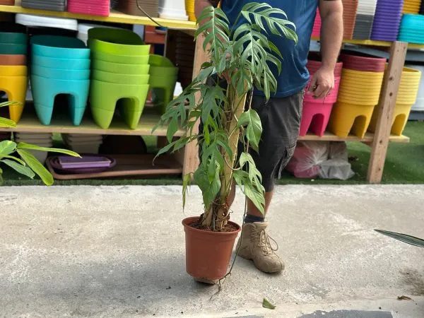 רפידופורה דקורסיבה