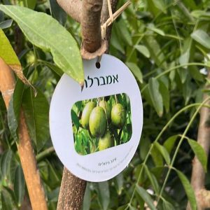 עץ אמברלה (Ambarella) - שתיל עץ פרי טרופי מיוחד במשתלת מרמלשטיין | אמברלו למכירה