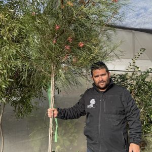גרווילאה גונסון