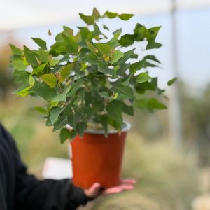 אקליפטוס