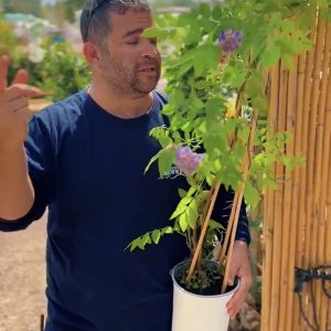 ויסטריה ננסית