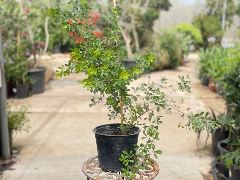 אוג חרוק
