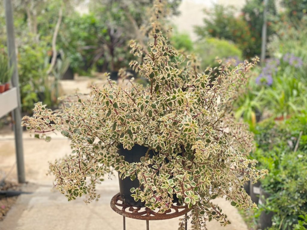 המיזגיה