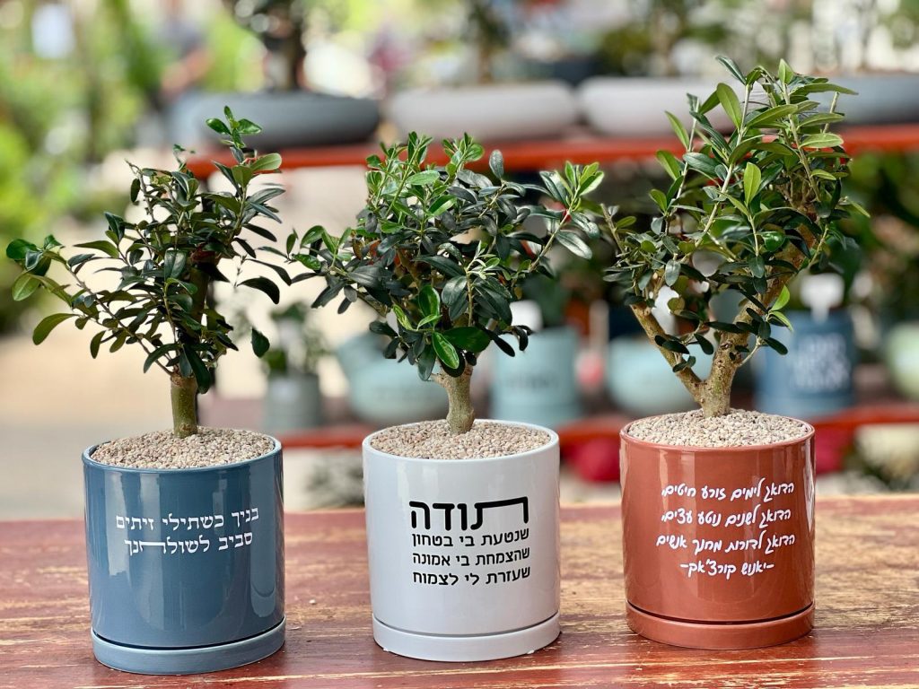 מתנה ננסית