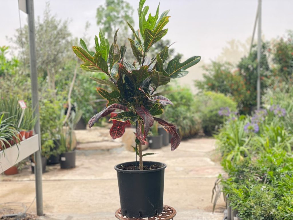 קרוטון אקסלנט