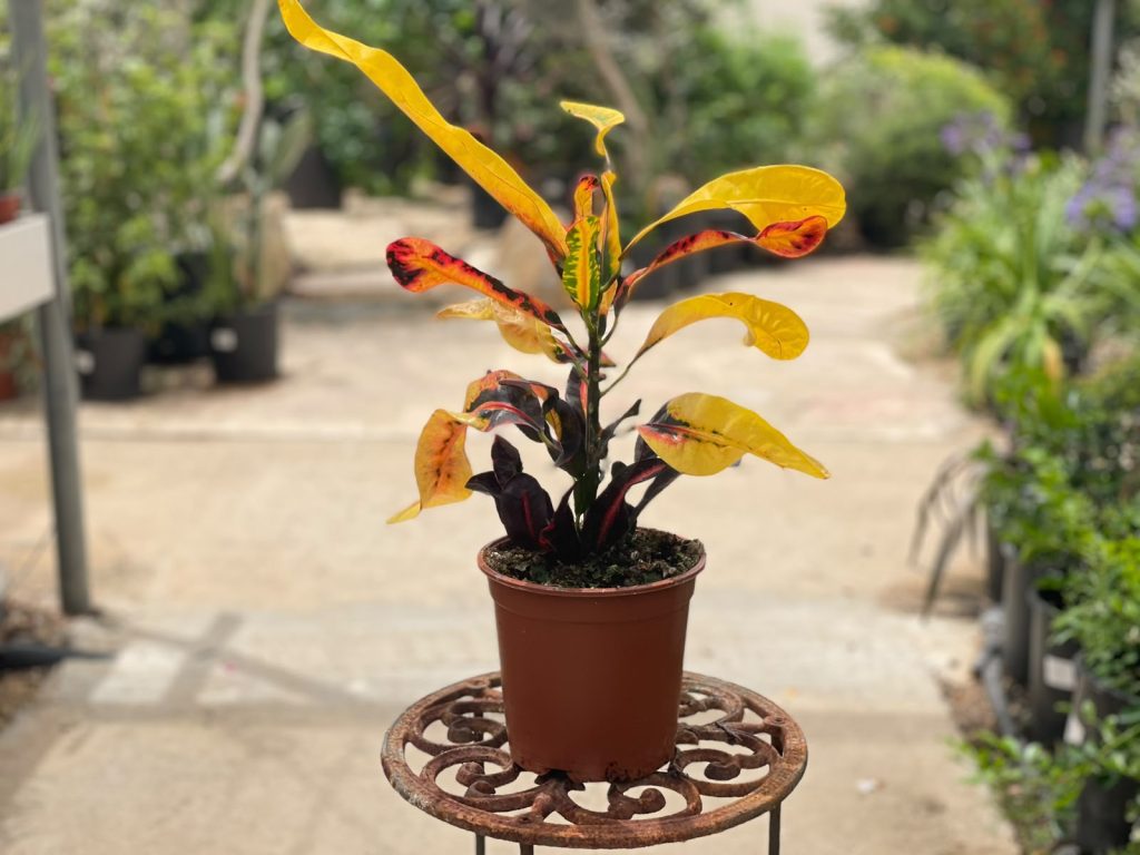 קרוטון מאמי