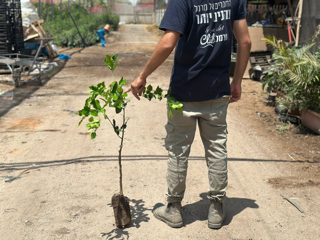 עץ לימון קפיר ליים