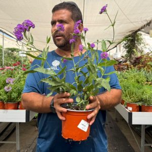 ורבנה אשונה